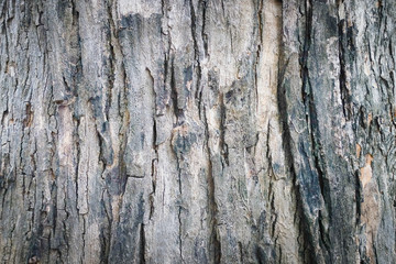 teak tree bark texture