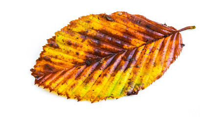 Fototapeta premium Buchenlaub im Herbst
