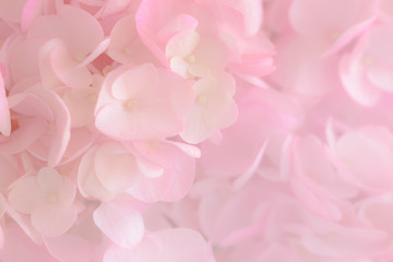 Close up  a group of pink and white Hydrangea.