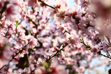 Beautiful peach blossom