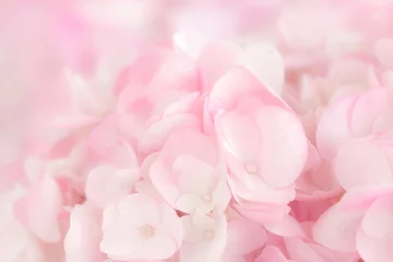 Keuken spatwand met foto Close up  a group of pink and white Hydrangea. © Supitchamcadam