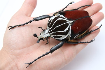 A goliathus beetle on hand