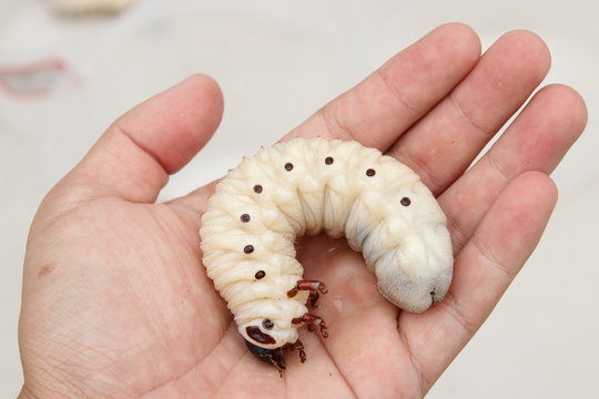 A Goliathus Beetle Larva
