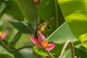 Bird (Brown-throated sunbird) on banana flower