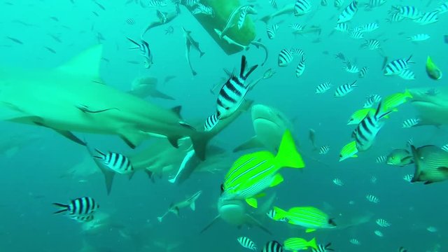 Bait in bin attacked by sharks, underwater POV