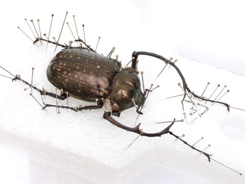 Imágenes de Cheirotonus: descubre bancos de fotos, ilustraciones