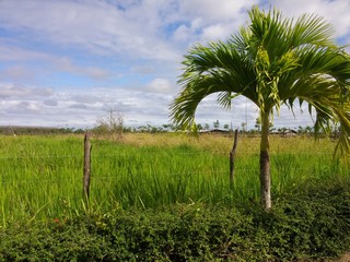 Fototapeta premium Green is hope 