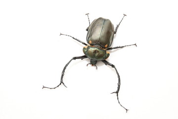 Cheirotonus jansoni