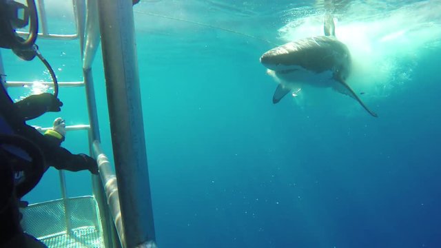 Cage diving POV, great white shark snags bait from surface