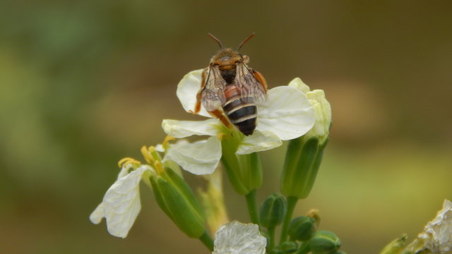 Honny Bee