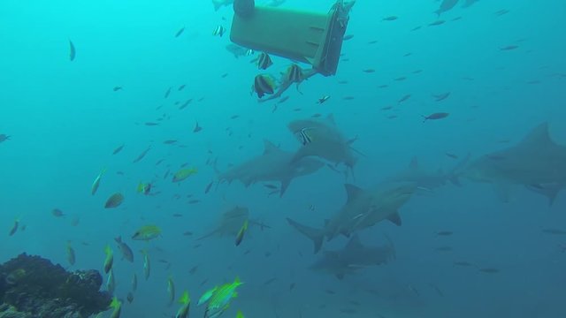 POV, sharks swim under garbage bin