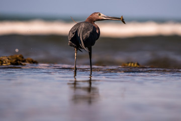 Fischreiher jagt einen Fisch in Costa Rica