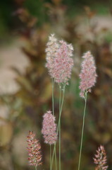 メリニスサバンナ