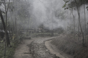 the atmosphere in the smoky forest