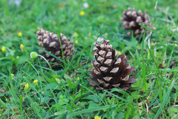 Pine cones on green pasture