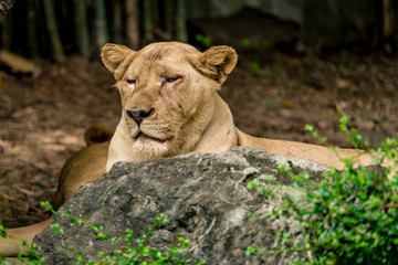 Lioness on the rock