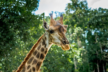 Head of giraffe on green background