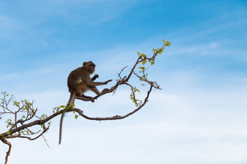 a monkey on the branches
