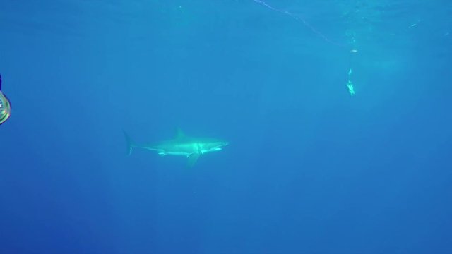 Fast great white shark goes after bait, POV