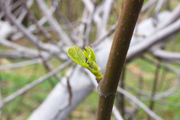 One green fig leaves. Ficus carica tree. Agriculture