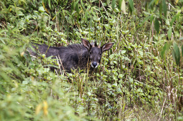  A rare Serow in wildlife natural forest at Doi Inthanon national park in Thailand. The Serows are species of medium-sized goat-like or antelope-like mammals.