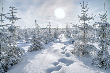 winter landscape with forest,snow and blue sky.