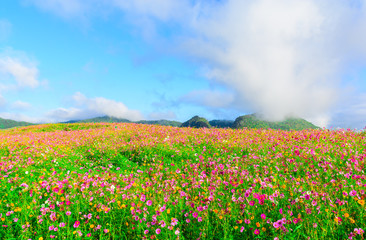 Landscape of cosmos flower field with cloud and blue sky.