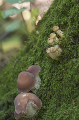 Armillaria mellea, honey fungus and Russula