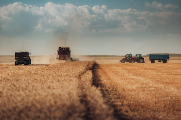 Fototapeta premium Combine harvester agriculture machine harvesting golden ripe wheat field