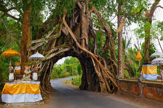 Traditional Balinese hindu temple in front of ancient evergreen ficus tree with road through natural arch in huge trunk.  Travel destination of Bali island, culture, art objects, of Indonesian people.