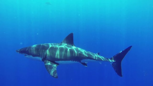 Large great white shark in Fiji, underwater