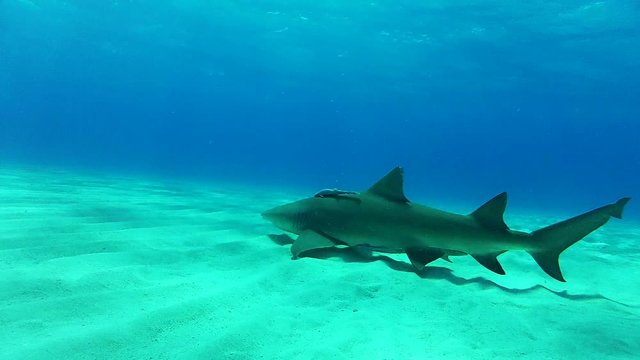 Lemon shark with remoras swim over seafloor, POV
