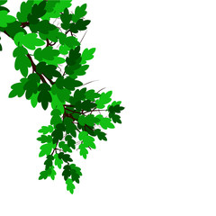 Fototapeta premium Green Nature Leaves Branch Vector
