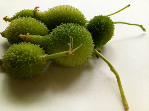 Spiny gourd