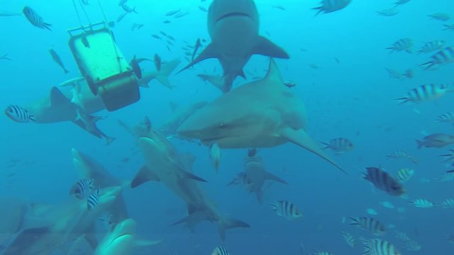 Underwater POV, sharks swim underneath garbage bin