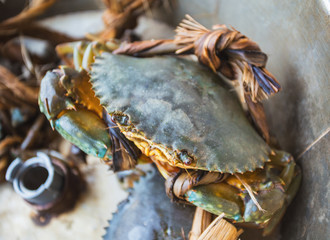Crabs bind in market