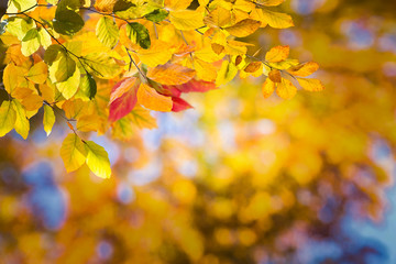 Nature autumn background