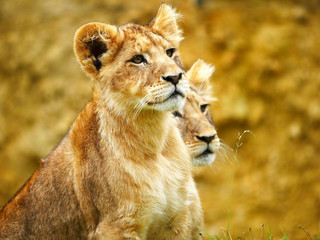 Lionceaux