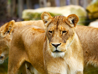 Lionne