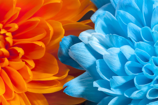 Fototapeta Background of colorful chrysanthemum flowers, blue and orange, close up