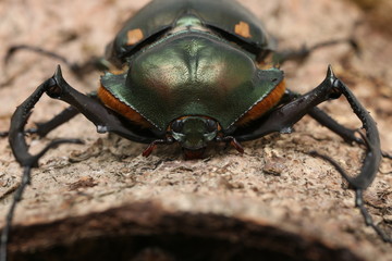 long-armed scarab