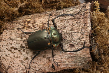 Cheirotonus jansoni 