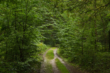 waldweg