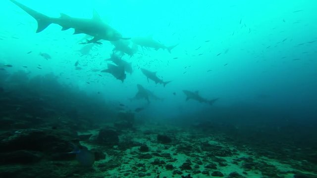 Low angle POV, shark swims over reef near scuba divers