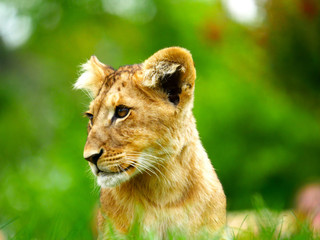 Lionceau