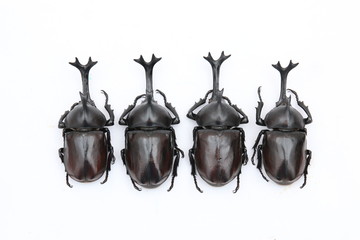 Allomyrina dichotomus rhinoceros beetle