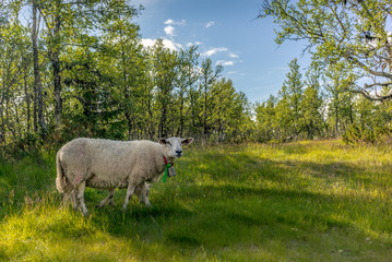 Obraz premium Sheeps eating grass in the Rondane National Park in Norway - 2