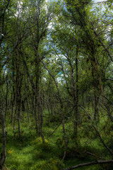 A low forest in the Rondane National Park in Norway