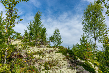 Obraz premium A wild forest in a national park in Norway - 6