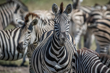 Fototapeta na wymiar Zebra starring at the camera in Chobe.